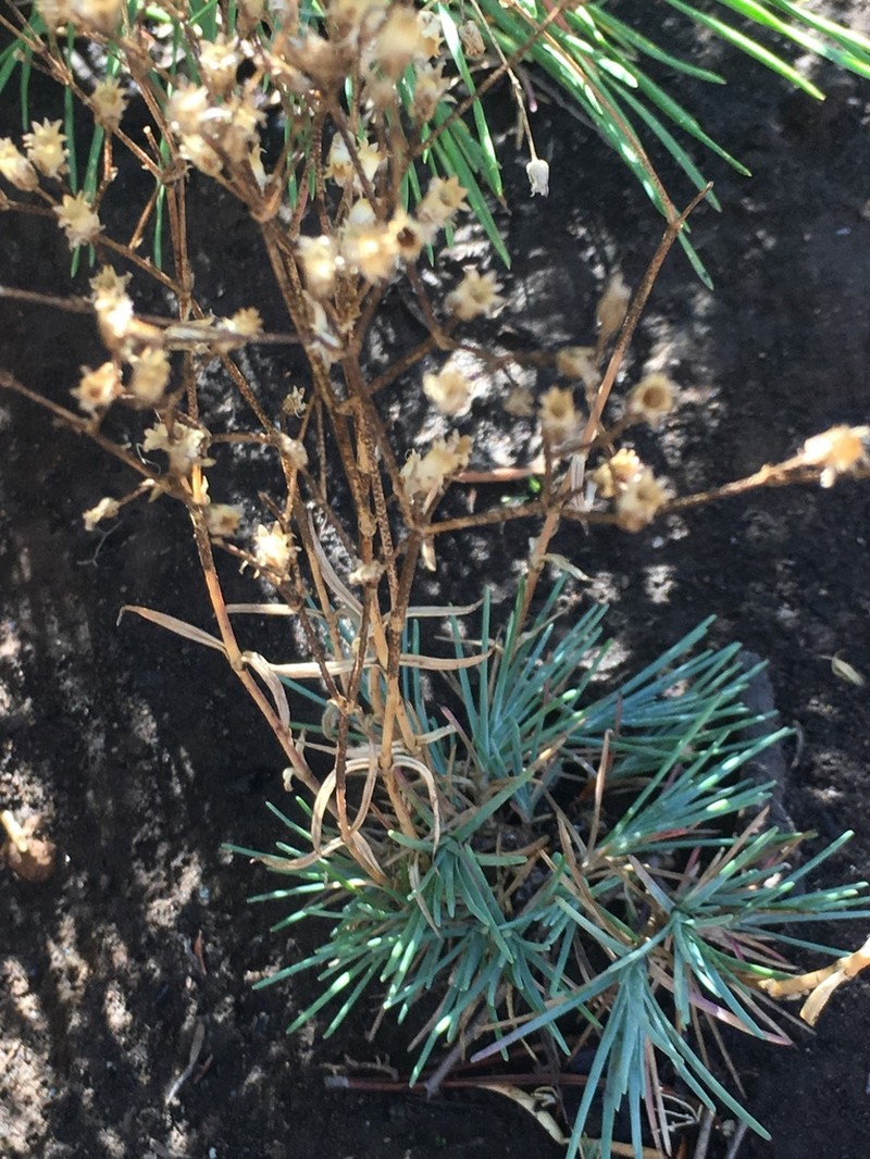 Crater Lake Sandwort photo 7