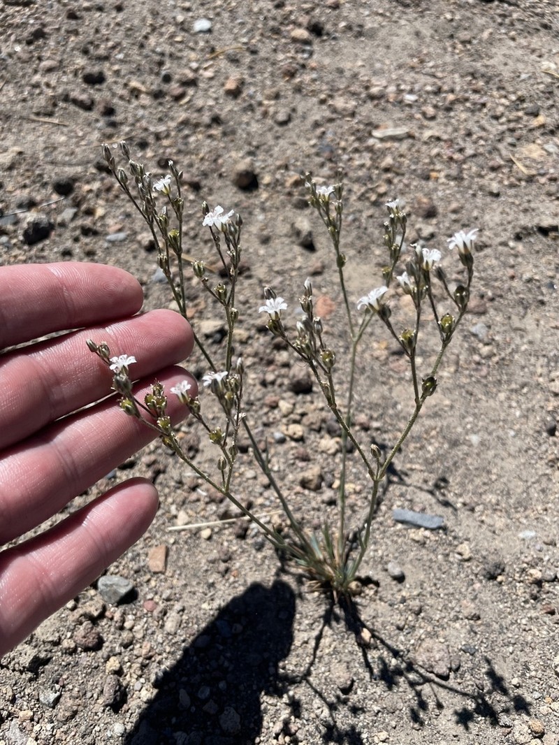 Crater Lake Sandwort photo 8