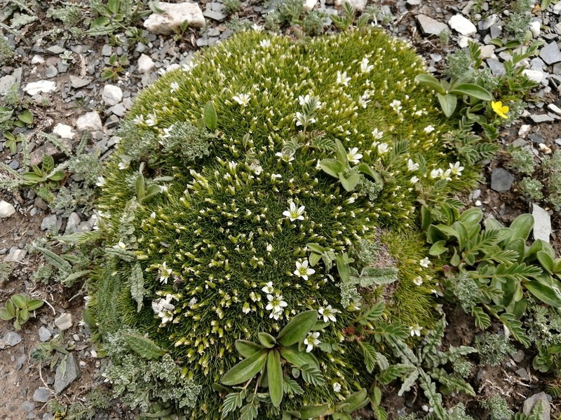 Eremogone qinghaiensis