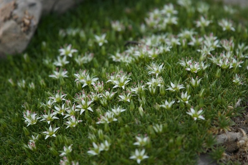 Eremogone qinghaiensis photo 2