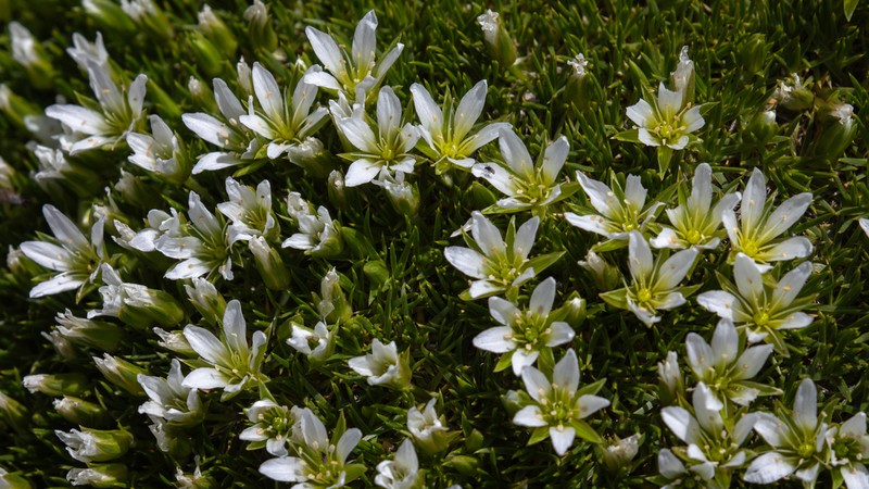 Eremogone roborowskii photo 2