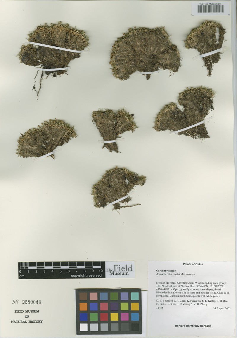 Eremogone roborowskii photo 3