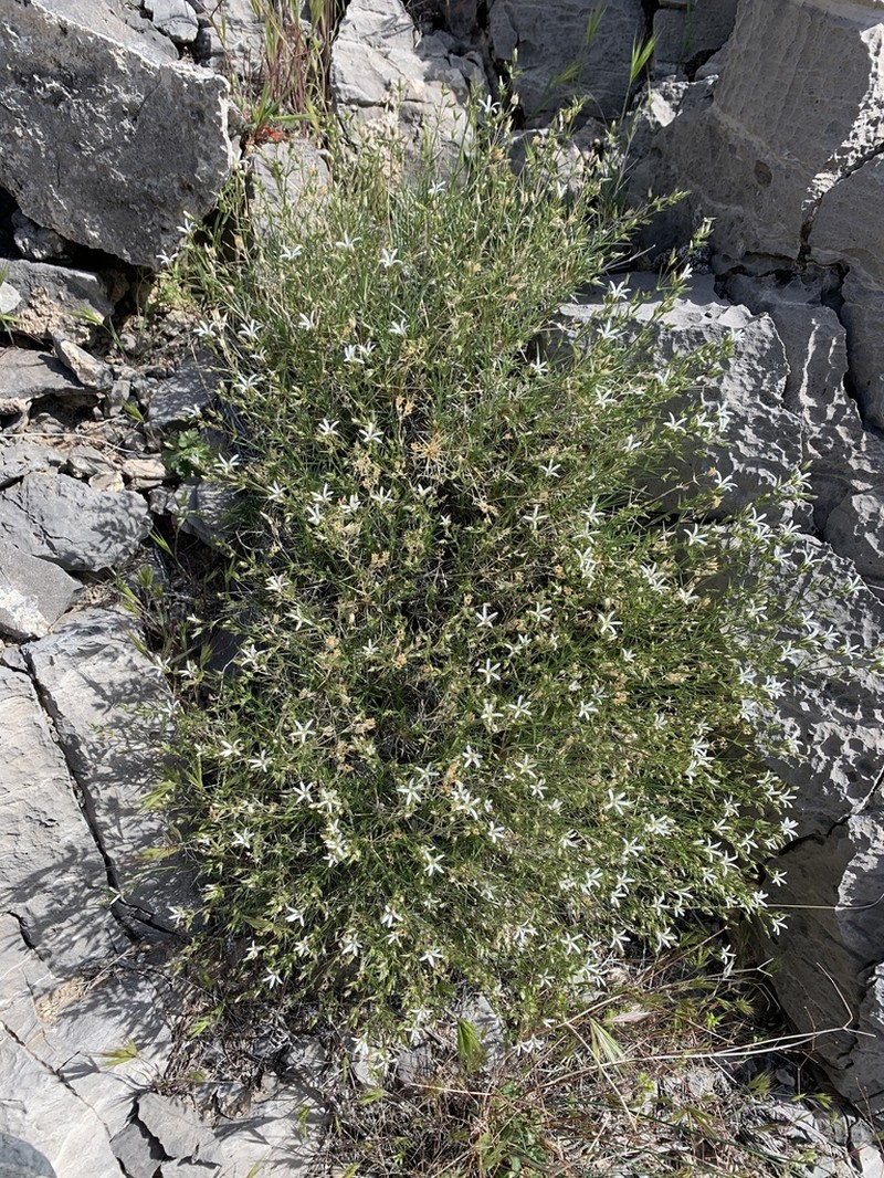 Meadow Valley Sandwort