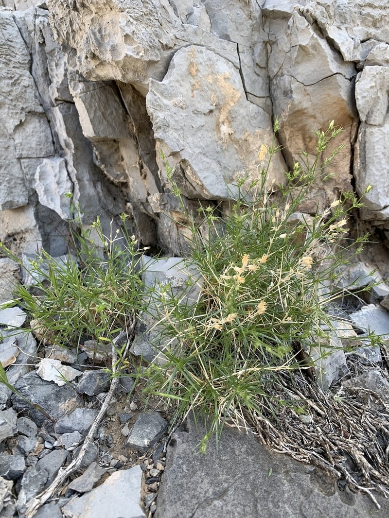 Meadow Valley Sandwort photo 2