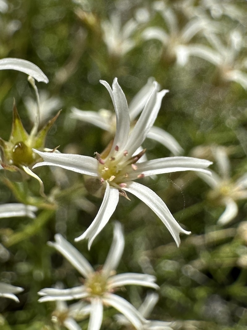 Meadow Valley Sandwort photo 3