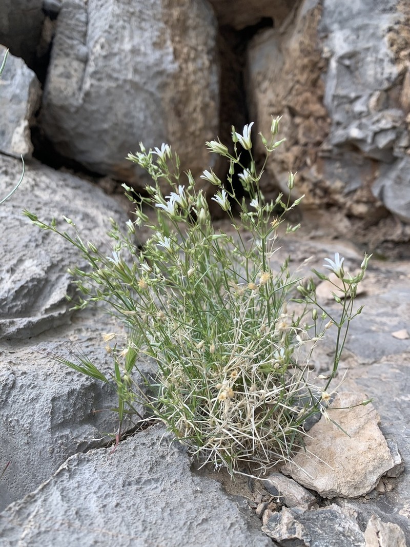 Meadow Valley Sandwort photo 4