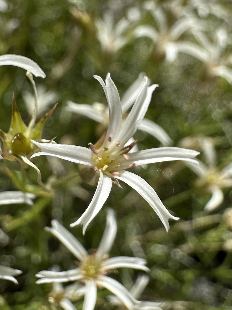 Meadow Valley Sandwort photo 5
