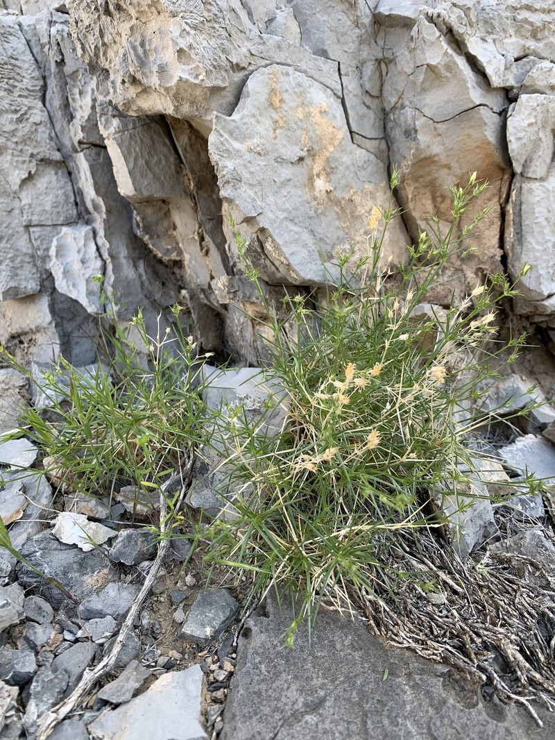 Meadow Valley Sandwort photo 6