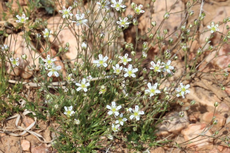 Bear Valley Sandwort