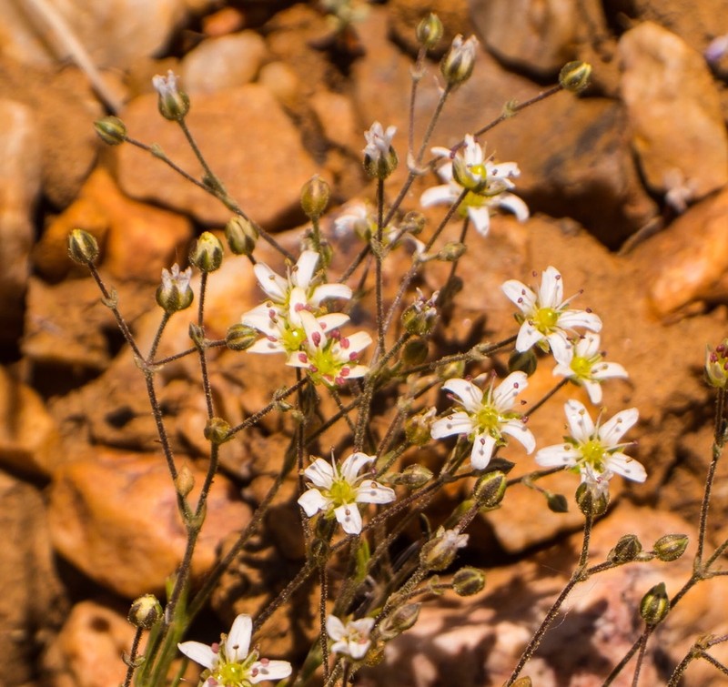 Bear Valley Sandwort photo 2