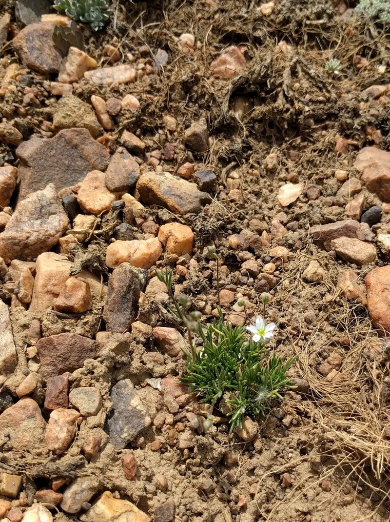 Bear Valley Sandwort photo 3
