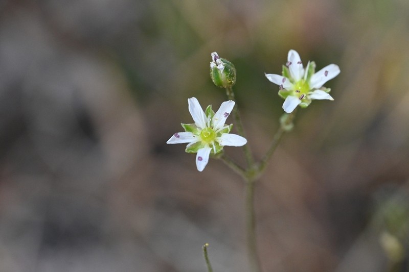 Bear Valley Sandwort photo 4