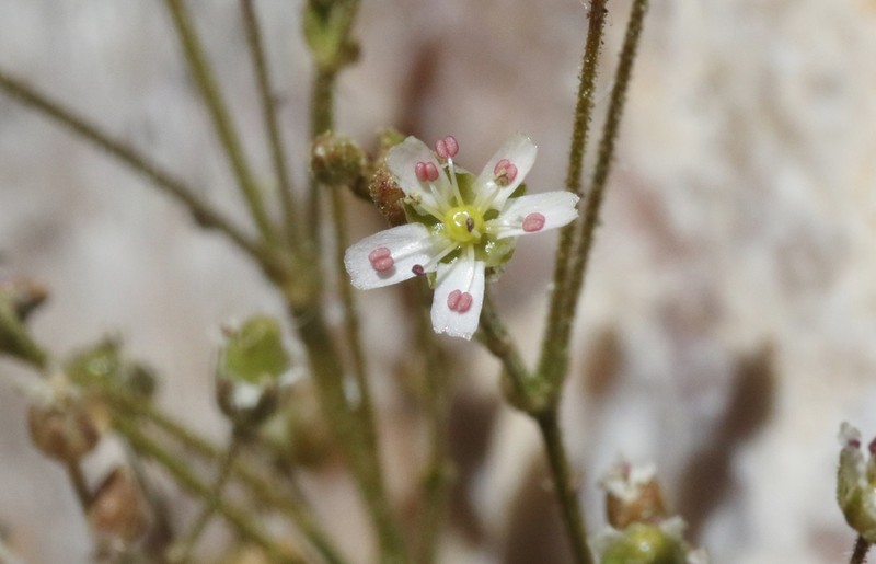 Bear Valley Sandwort photo 5