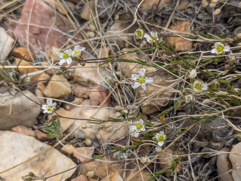 Bear Valley Sandwort photo 6