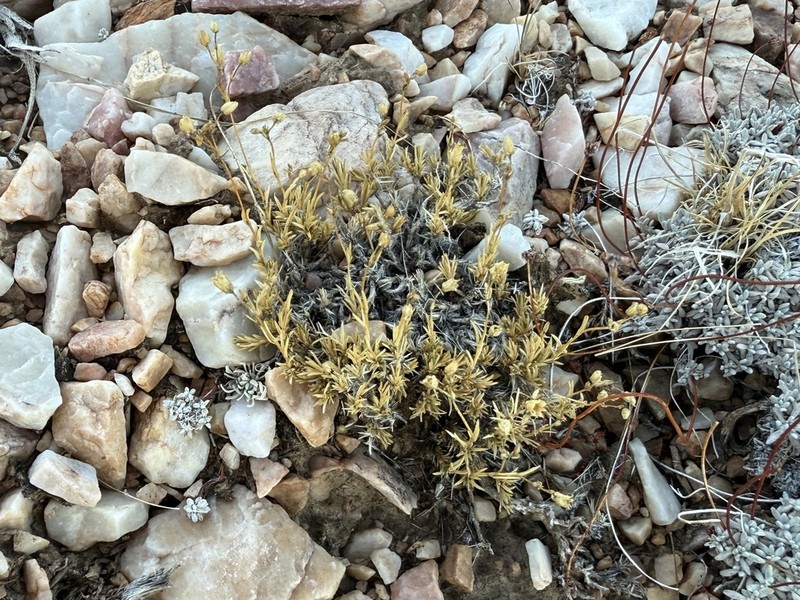 Bear Valley Sandwort photo 7