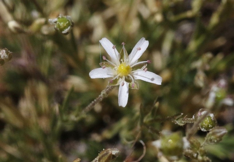 Bear Valley Sandwort photo 8