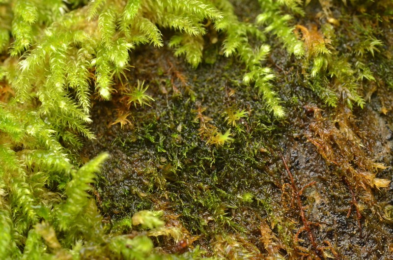 Eremonotus myriocarpus photo 2