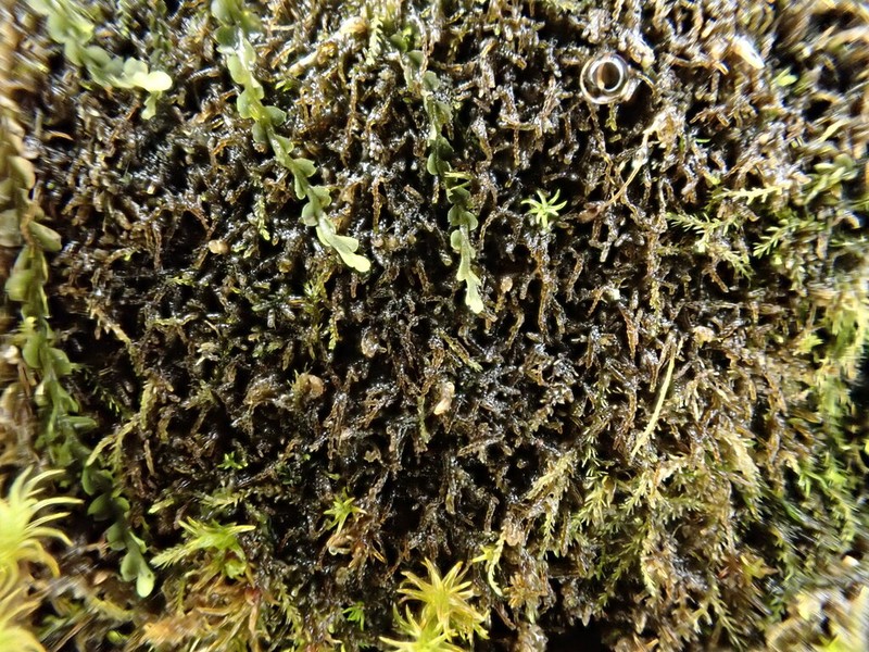 Eremonotus myriocarpus photo 3
