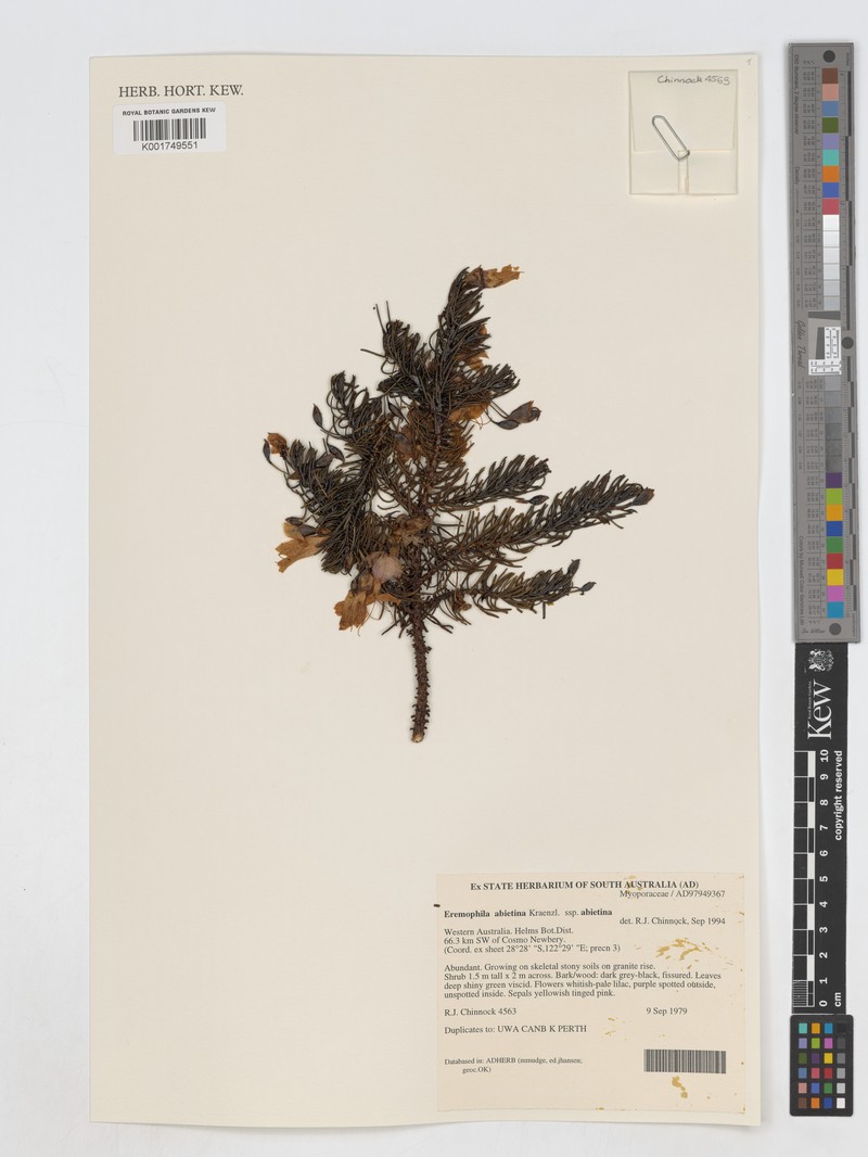 Eremophila abietina subsp. abietina