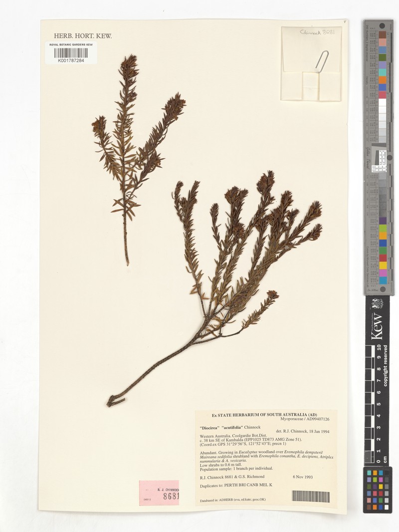 Eremophila acutifolia