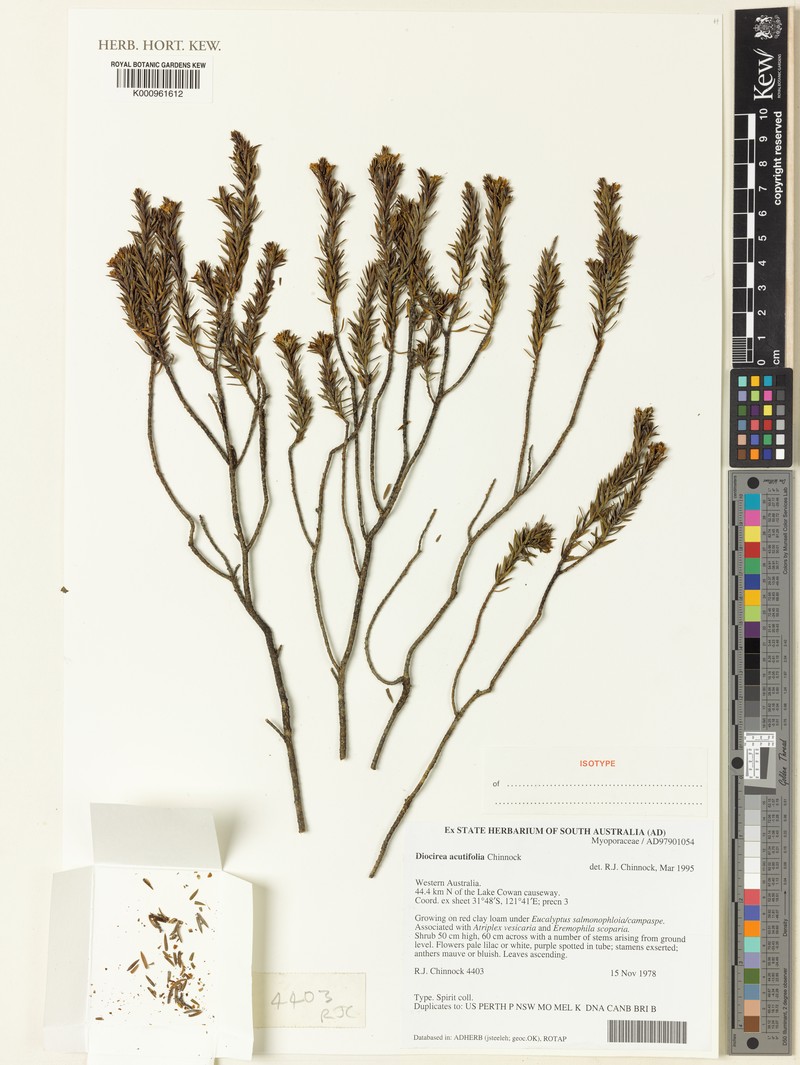 Eremophila acutifolia photo 2