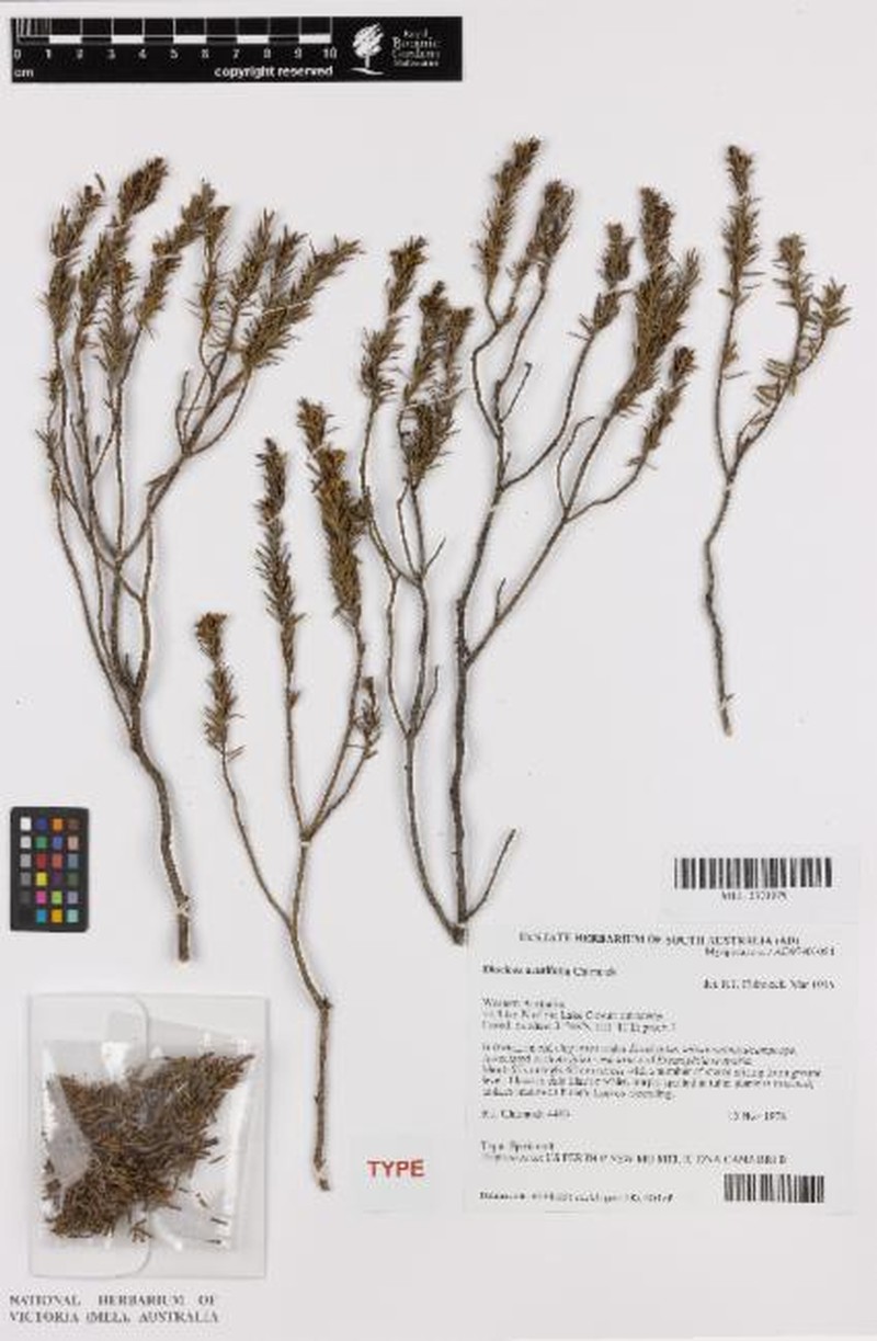 Eremophila acutifolia photo 3