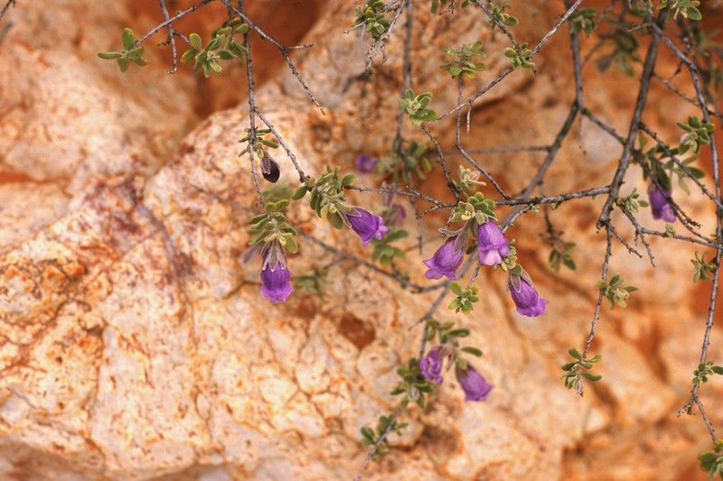 Eremophila ballythunnensis
