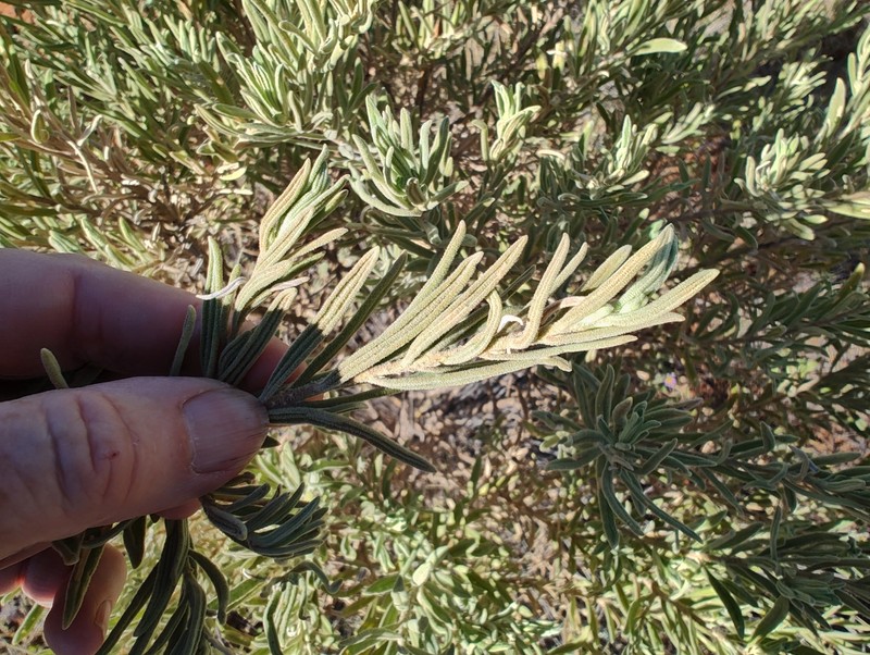 Eremophila bowmanii subsp. bowmanii