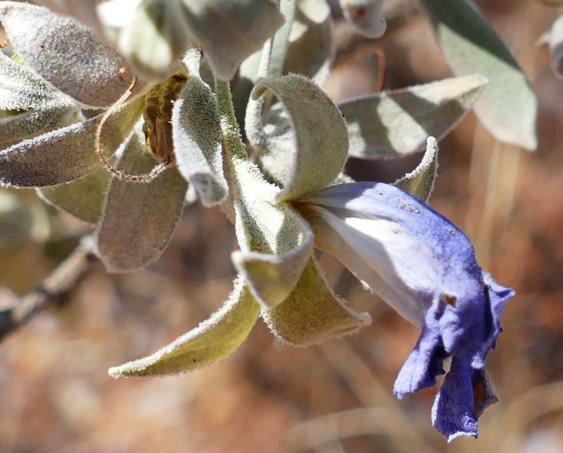 Eremophila bowmanii subsp. bowmanii photo 2