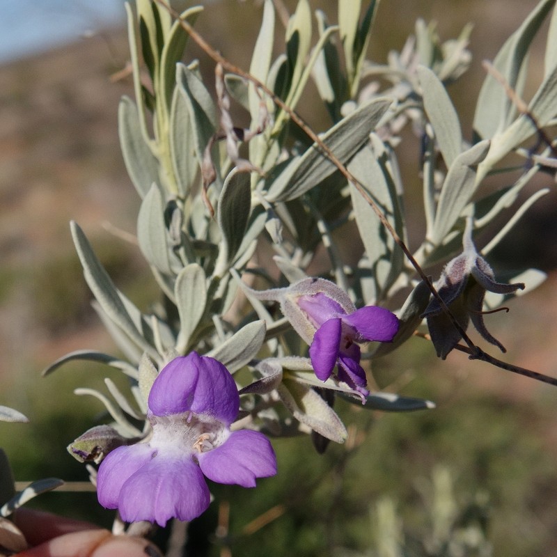 Eremophila bowmanii subsp. bowmanii photo 3