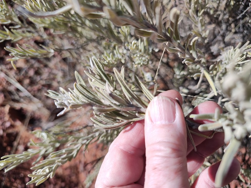 Eremophila bowmanii subsp. bowmanii photo 4