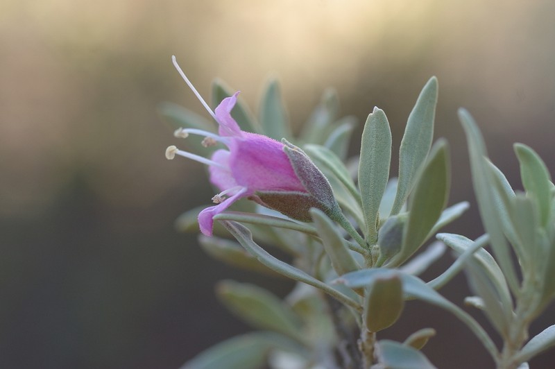 Eremophila buirchellii