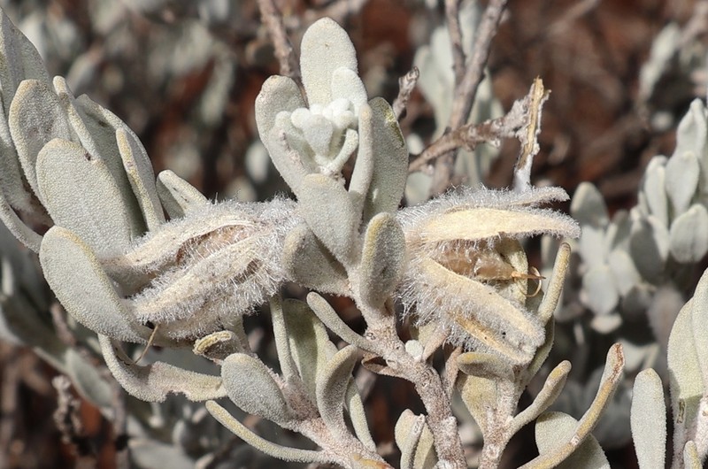 Eremophila capricornica photo 2
