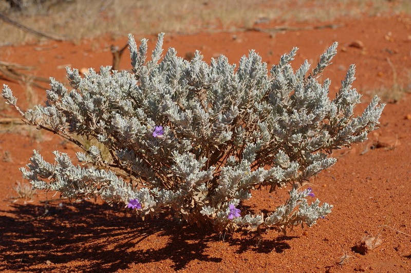 Eremophila capricornica photo 4