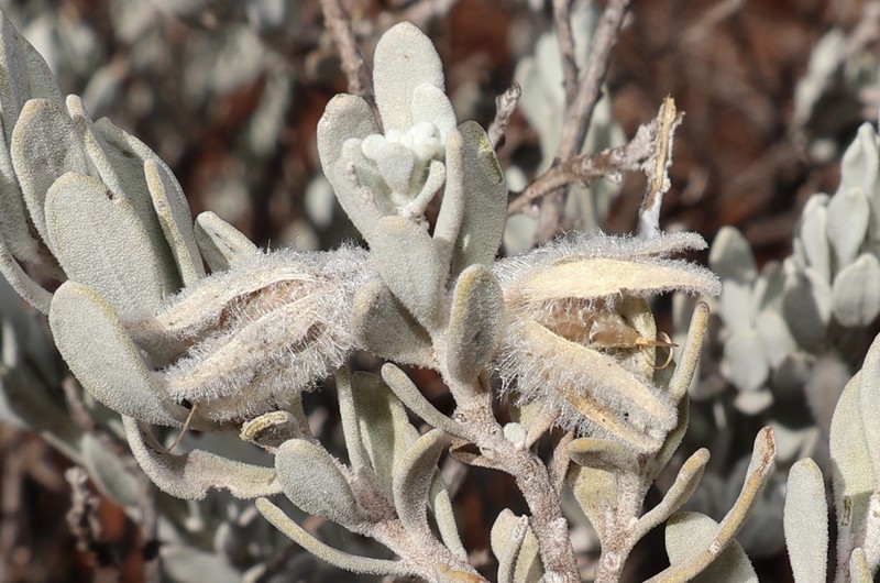 Eremophila capricornica photo 5