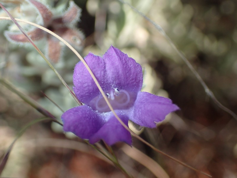 Eremophila capricornica photo 6