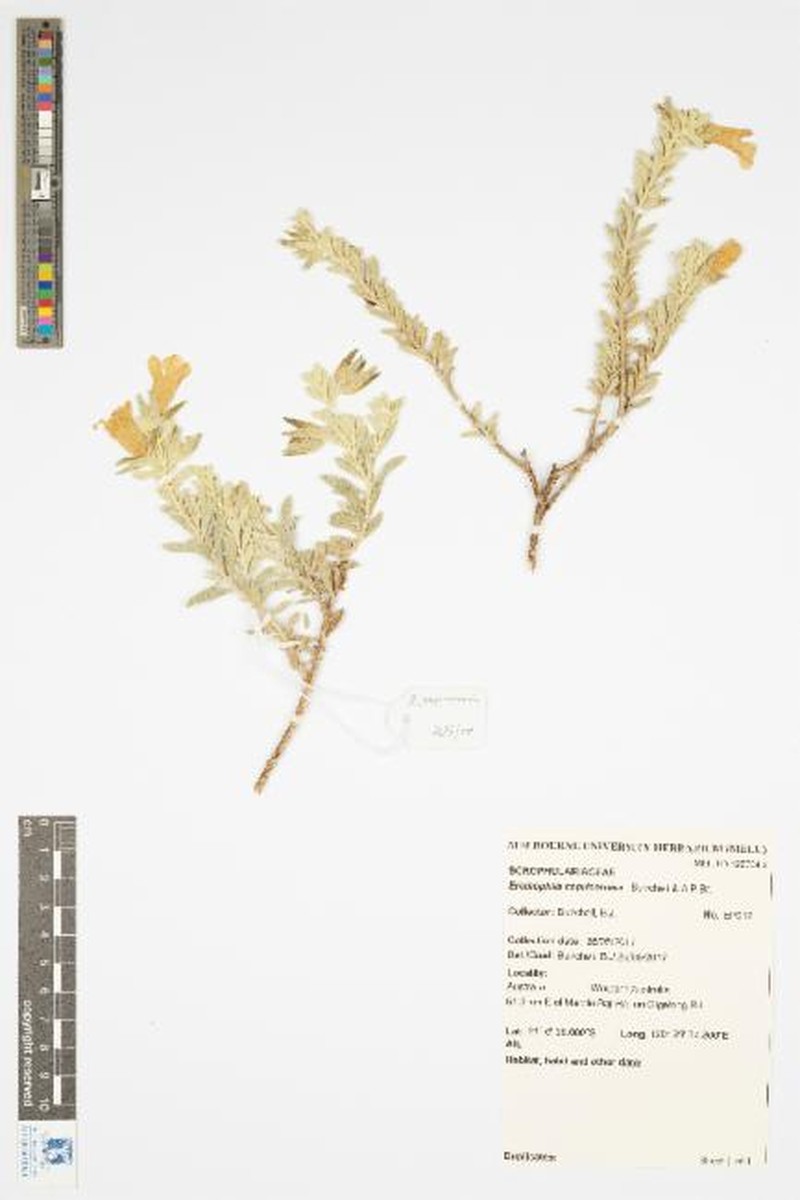 Eremophila capricornica photo 7