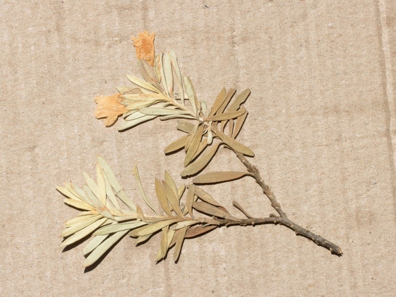 Eremophila compacta subsp. compacta