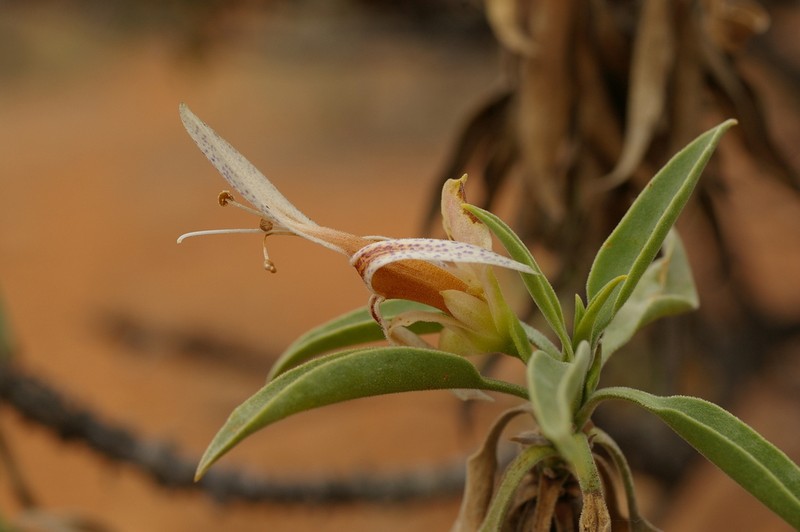 Eremophila daddii