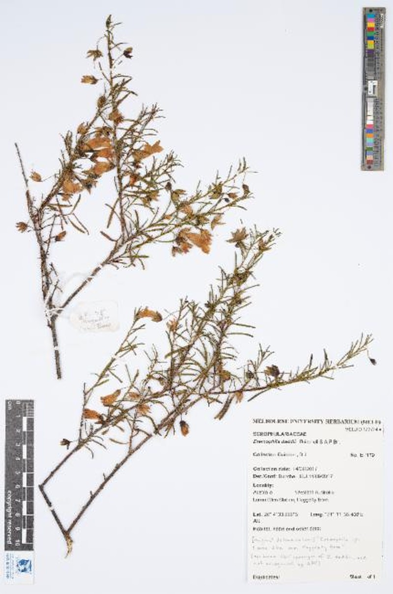 Eremophila daddii photo 2