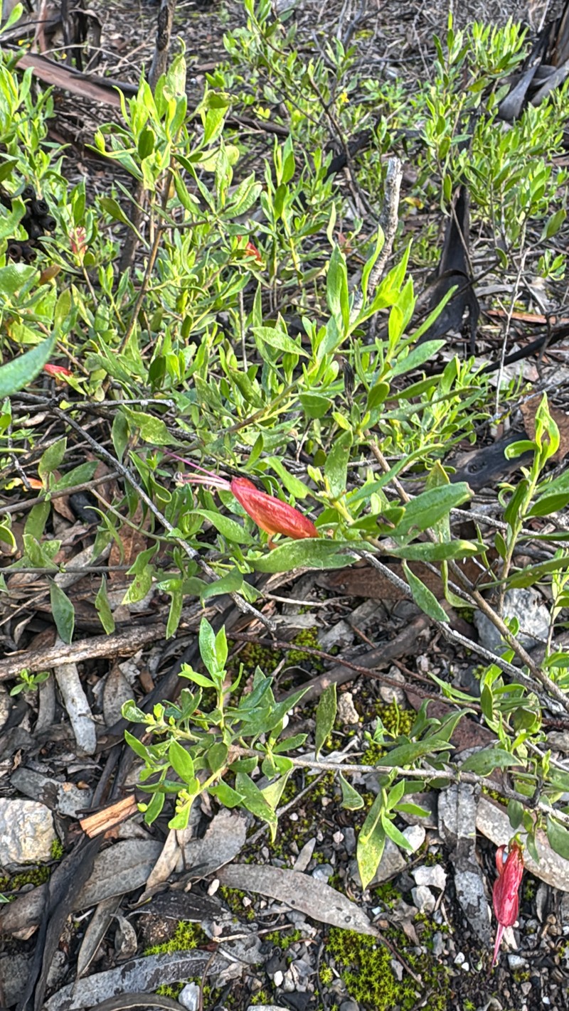 Eremophila decipiens subsp. decipiens
