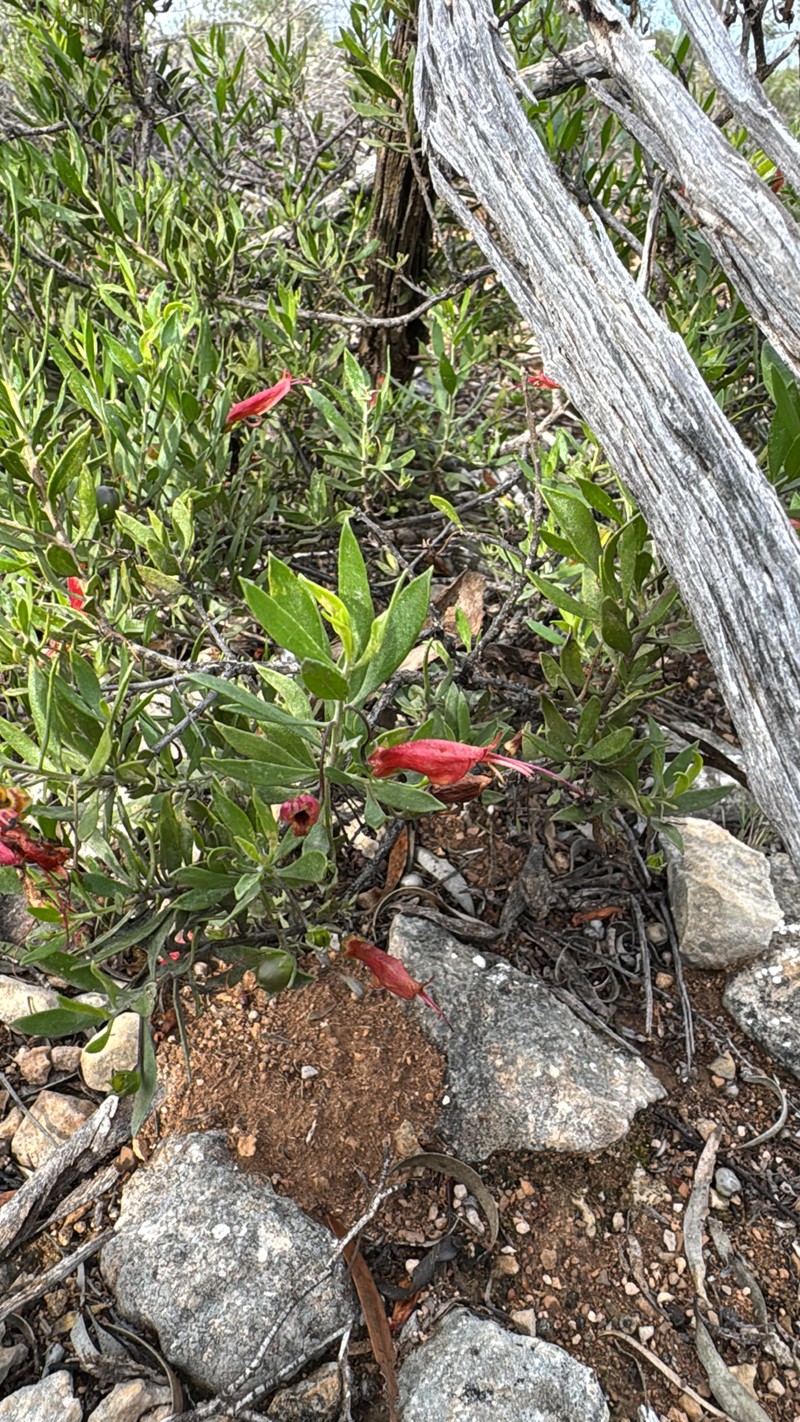 Eremophila decipiens subsp. decipiens photo 2