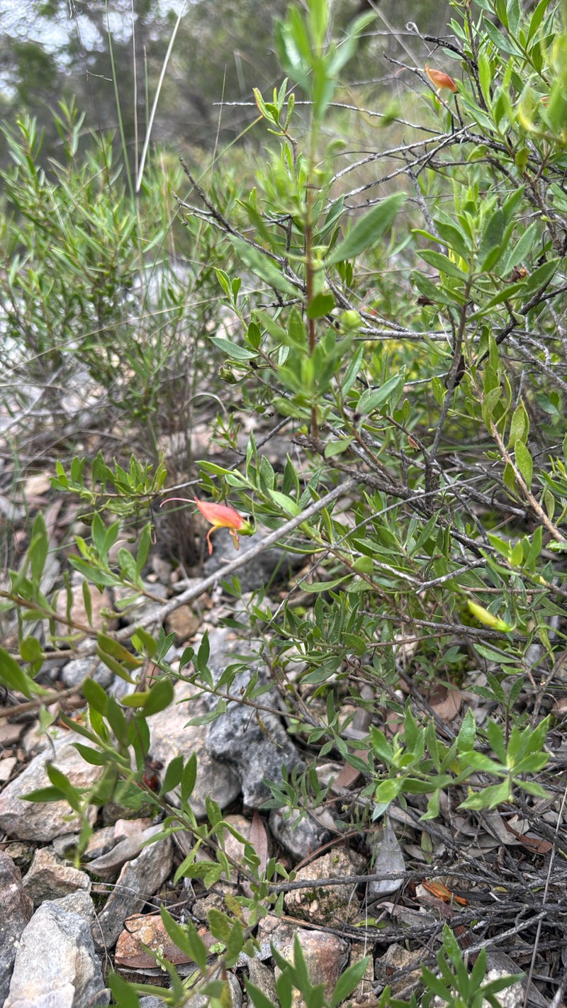 Eremophila decipiens subsp. decipiens photo 3