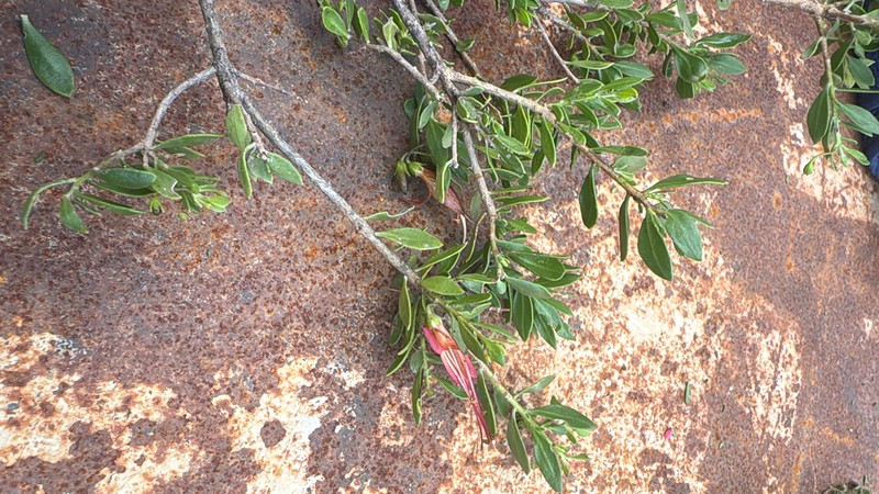 Eremophila decipiens subsp. decipiens photo 4