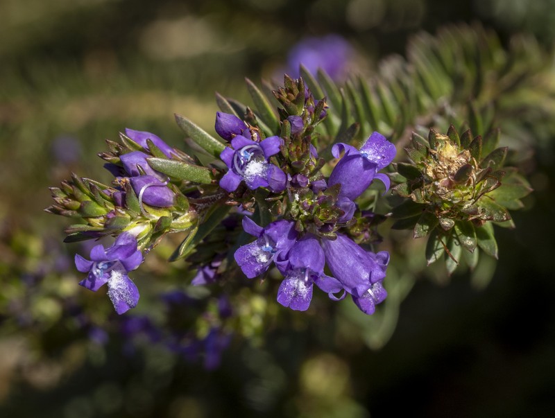 Eremophila densifolia subsp. densifolia photo 2