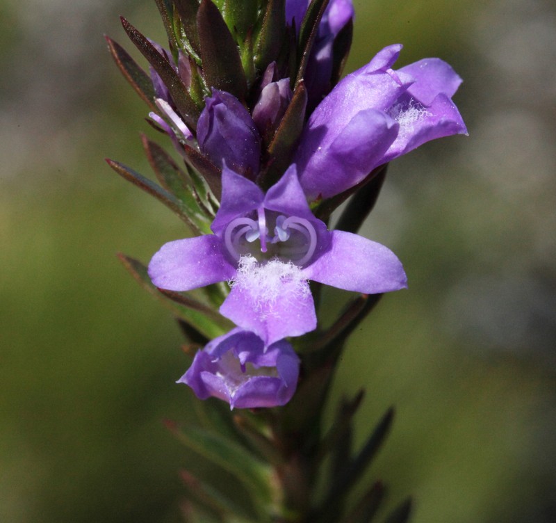 Eremophila densifolia subsp. densifolia photo 3