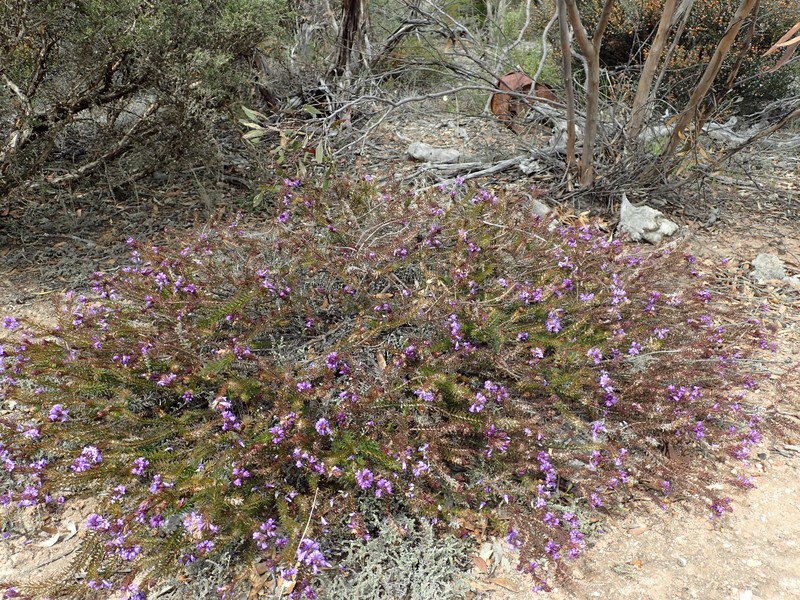 Eremophila densifolia subsp. densifolia