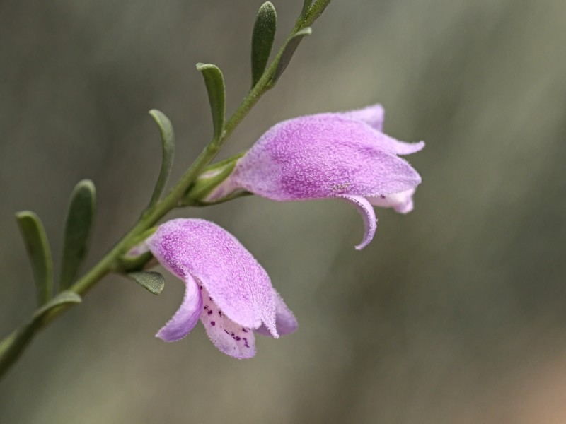 Eremophila divaricata subsp. divaricata