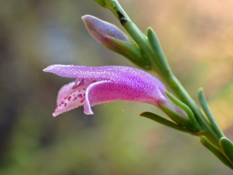 Eremophila divaricata subsp. divaricata photo 2