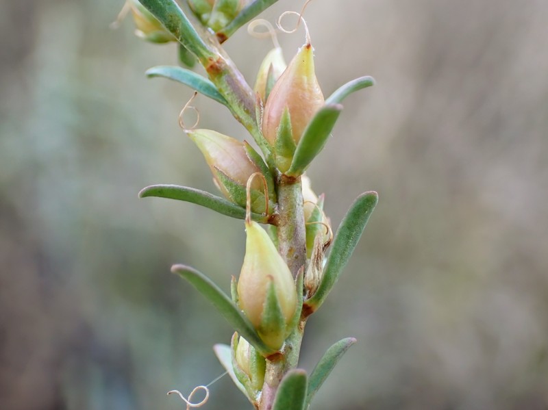 Eremophila divaricata subsp. divaricata photo 3